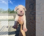 Small Photo #5 Boxer Puppy For Sale in OAK LAWN, IL, USA
