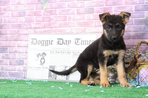 Medium Photo #5 German Shepherd Dog Puppy For Sale in BEL AIR, MD, USA