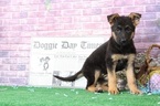 Small Photo #5 German Shepherd Dog Puppy For Sale in BEL AIR, MD, USA