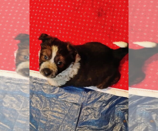 Medium Photo #2 Mutt Puppy For Sale in Polson, MT, USA