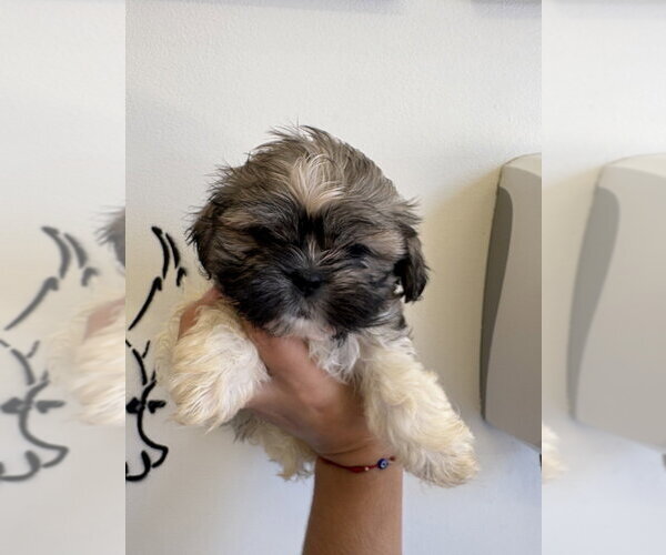 Medium Photo #3 Shih Tzu Puppy For Sale in Studio City, CA, USA