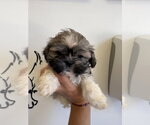 Small #2 Shih Tzu