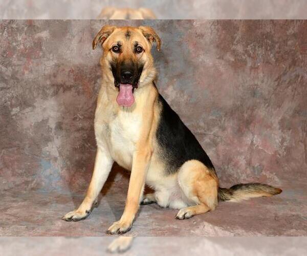 Medium Photo #1 German Shepherd Dog Puppy For Sale in West Valley, UT, USA