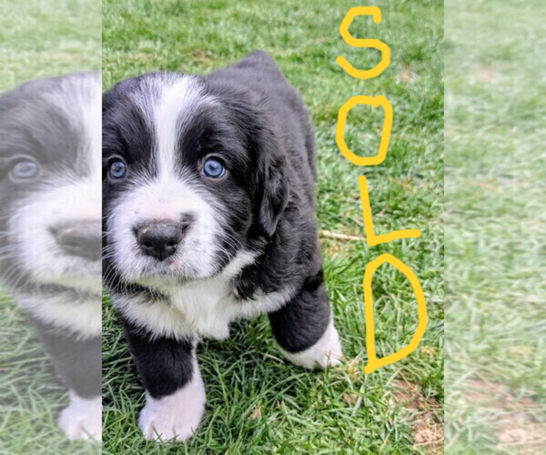 Medium Photo #4 Bordernese Puppy For Sale in LATROBE, PA, USA