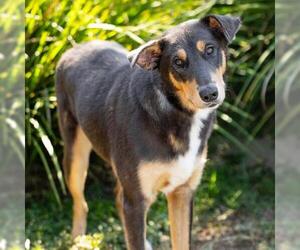 Australian Kelpie-Unknown Mix Dogs for adoption in Camarillo, CA, USA