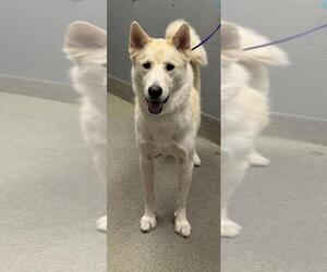 Siberian Husky-Unknown Mix Dogs for adoption in Las Vegas, NV, USA