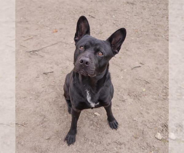 Medium Photo #1 American Pit Bull Terrier-Unknown Mix Puppy For Sale in Waco, TX, USA