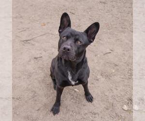 American Pit Bull Terrier-Unknown Mix Dogs for adoption in Waco, TX, USA