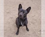 Small American Pit Bull Terrier Mix