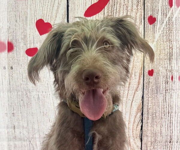 Medium Photo #2 German Wirehaired Pointer-Unknown Mix Puppy For Sale in Lake Elsinore, CA, USA