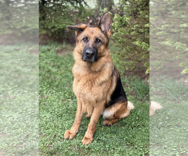 Medium Photo #2 German Shepherd Dog Puppy For Sale in Spring Lake, NJ, USA