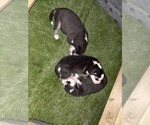 Small Photo #23 Siberian Husky Puppy For Sale in ALTON, IL, USA