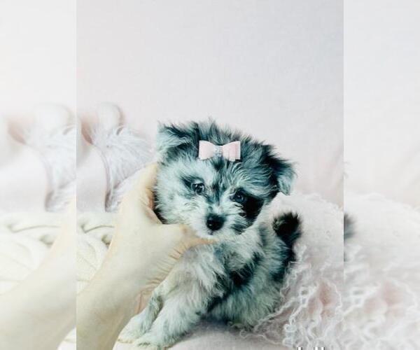 Medium Photo #20 Pomeranian Puppy For Sale in HOUSTON, TX, USA