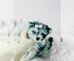 Small #19 Pomeranian