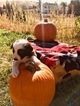 Small Photo #5 Border Collie Puppy For Sale in GUSTINE, CA, USA