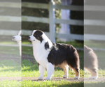 Small Photo #1 Australian Shepherd Puppy For Sale in ALBANY, GA, USA