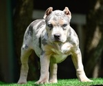 Small Photo #10 American Bully Puppy For Sale in CLEVELAND, GA, USA