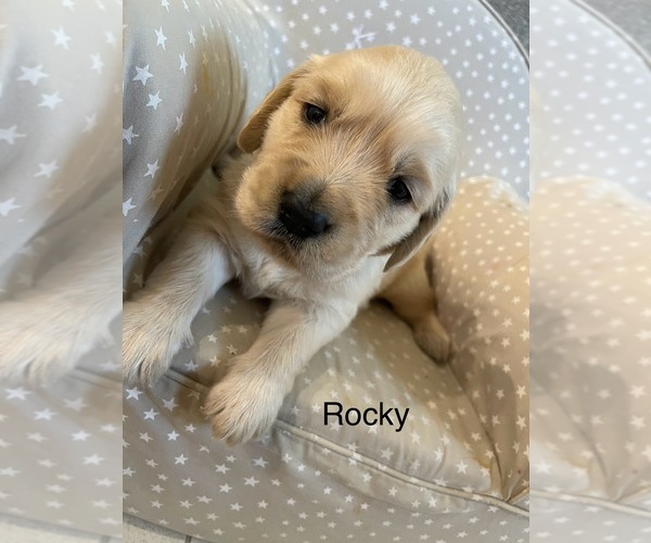 Medium Photo #1 Golden Retriever Puppy For Sale in CONROE, TX, USA