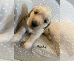 Puppy Rocky Golden Retriever