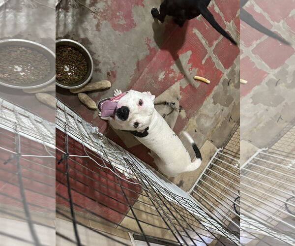 Medium Photo #7 American Bulldog-Staffordshire Bull Terrier Mix Puppy For Sale in Chandler, AZ, USA