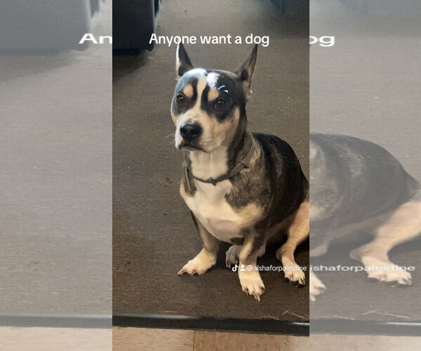 Medium Photo #1 Mutt Puppy For Sale in Woodland, CA, USA