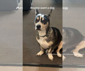 Mutt Dogs for adoption in Woodland, CA, USA