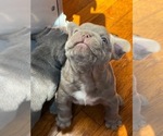 Small #2 French Bulldog