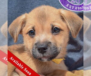 American Staffordshire Terrier-Pomeranian Mix Dogs for adoption in Huntley, IL, USA