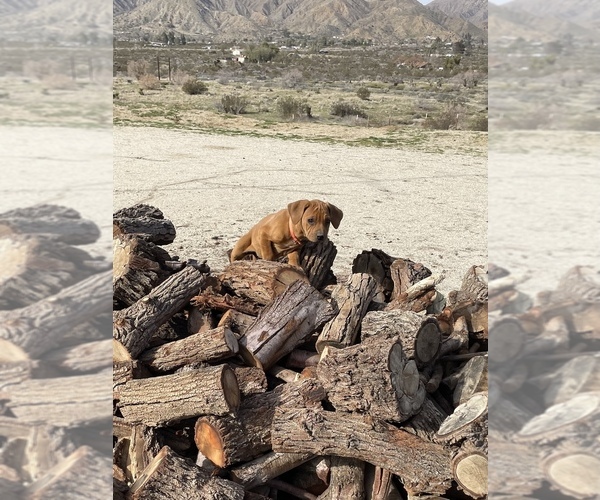 Medium Photo #17 Rhodesian Ridgeback Puppy For Sale in MORONGO VALLEY, CA, USA