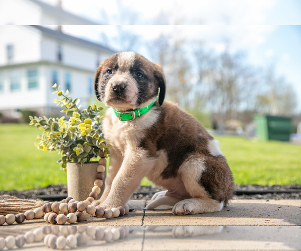 Medium Photo #15 Saint Bernard Puppy For Sale in WEST FARMINGTON, OH, USA