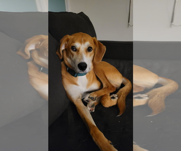 Medium Photo #5 Retriever -Unknown Mix Puppy For Sale in Holly Springs, NC, USA