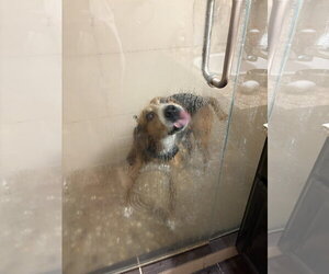 Mutt Dogs for adoption in Aurora, CO, USA