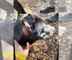 Small #1 American Pit Bull Terrier Mix