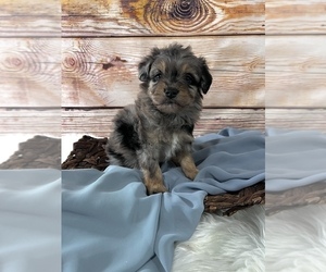 Medium Aussiedoodle Miniature 