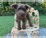 Puppy Layla Schnauzer (Miniature)