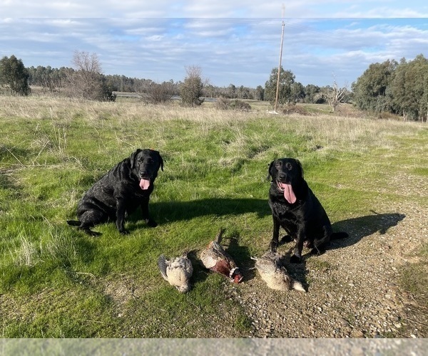 Medium Photo #21 Labrador Retriever Puppy For Sale in REDDING, CA, USA
