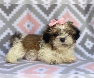 Zuchon Puppy for sale in LAKELAND, FL, USA