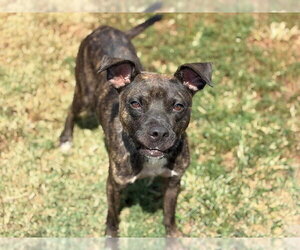 Mutt Dogs for adoption in Tulsa, OK, USA