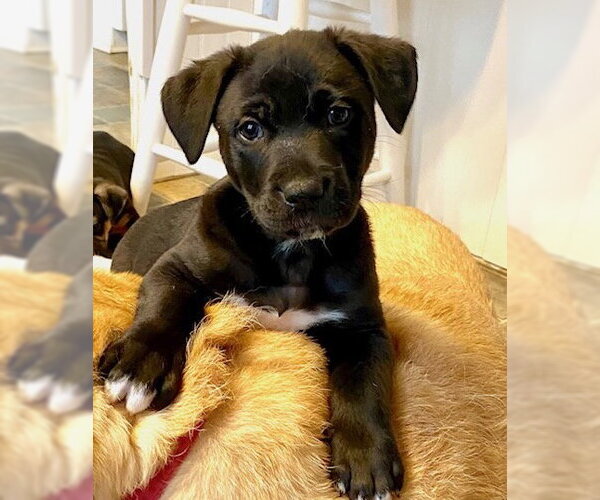Medium Photo #5 Labrador Retriever-Unknown Mix Puppy For Sale in Cary, NC, USA