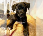 Small #4 Labrador Retriever Mix