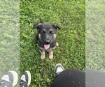 Small #2 German Shepherd Dog