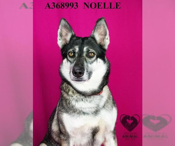 Medium Photo #1 German Shepherd Dog Puppy For Sale in Stockton, CA, USA