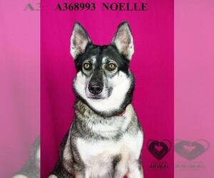 German Shepherd Dog Dogs for adoption in Stockton, CA, USA