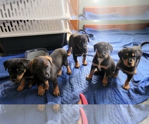 Bernese Mountain Dog-Doberman Pinscher Mix Puppy for Sale in OMAHA, Nebraska USA