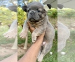 Small Photo #6 French Bulldog Puppy For Sale in CHARLOTTESVILLE, VA, USA