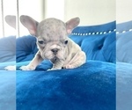 Small Photo #4 French Bulldog Puppy For Sale in ANCHORAGE, AK, USA