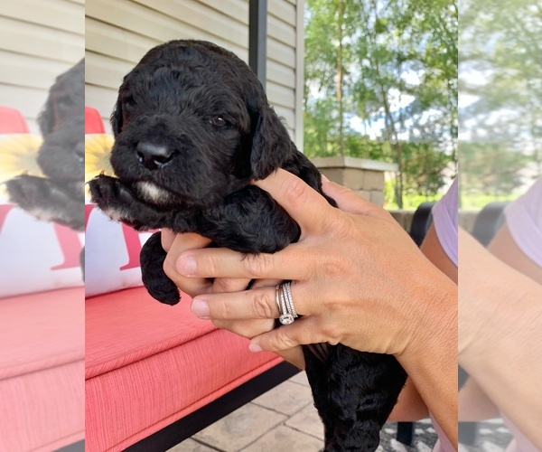 Medium Photo #9 Goldendoodle Puppy For Sale in COLUMBIA CITY, IN, USA