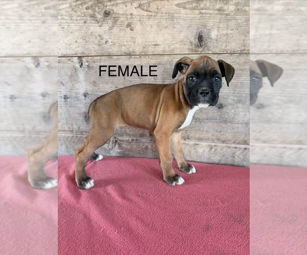 Medium Photo #15 Boxer Puppy For Sale in VERMONTVILLE, MI, USA