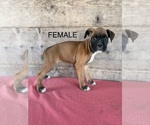 Litter of 9 - Male(s) and Female(s) BoxerLitter of Puppies for Sale - Photo #15
