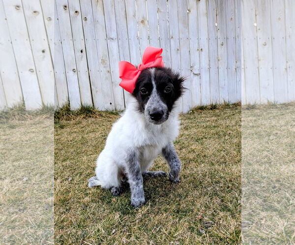 Medium Photo #5 Collie-Unknown Mix Puppy For Sale in Sandy, UT, USA
